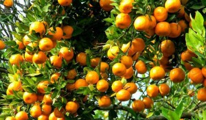 सुन्तलाको उत्पादन बढेपछि पूर्वी पहाडका किसान उत्साहित   